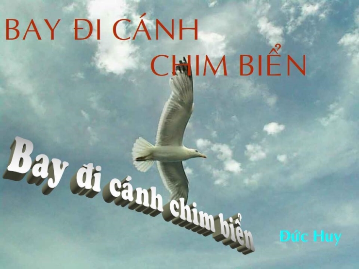 Bay Đi Cánh Chim Biển