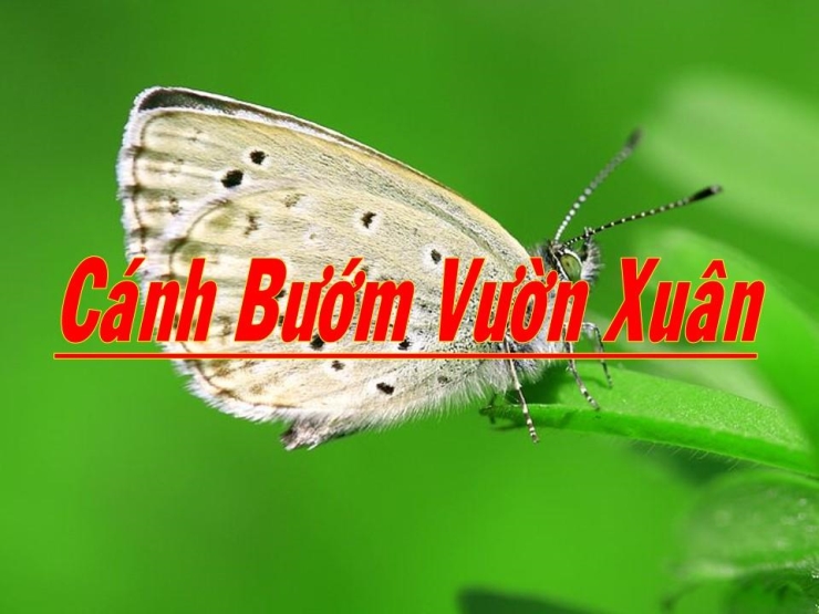 Cánh Bướm Vườn Xuân