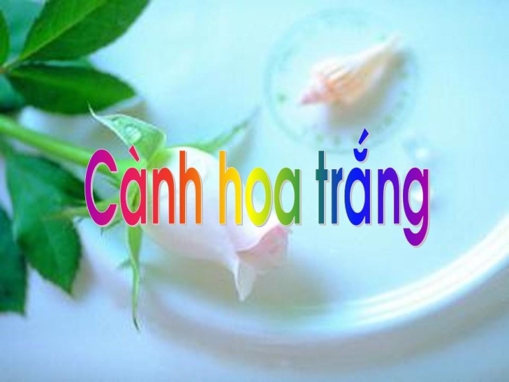 Cành Hoa Trắng