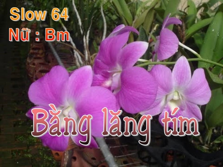 Bằng Lăng Tím