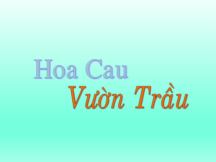 Hoa Cau Vườn Trầu