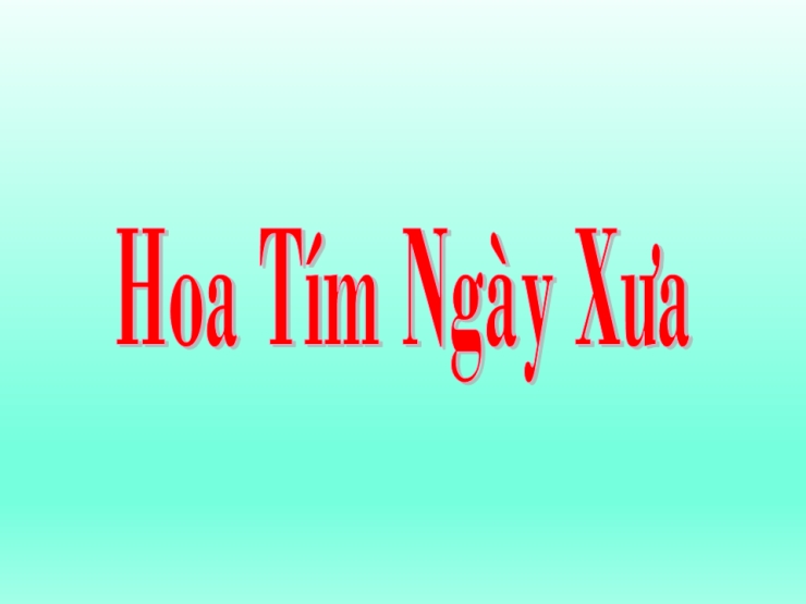 Hoa Tím Ngày Xưa