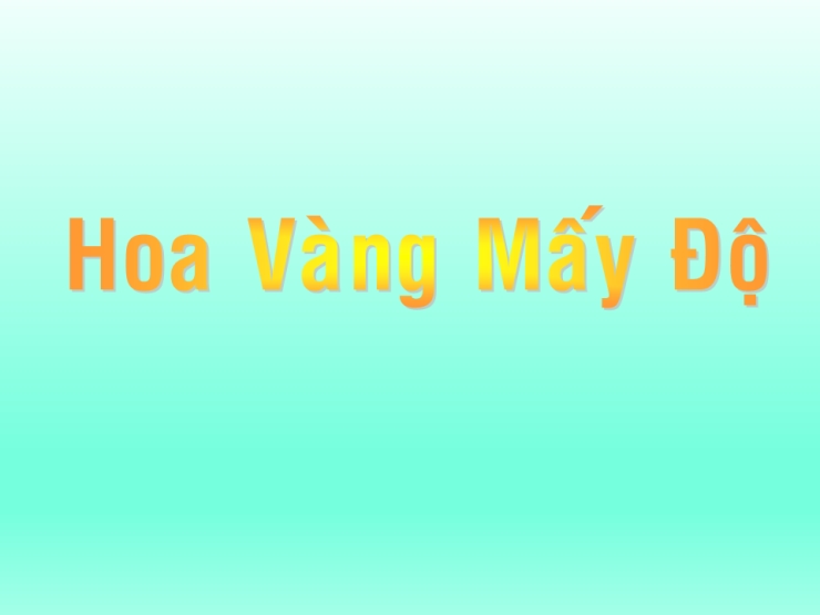 Hoa Vàng Mấy Độ