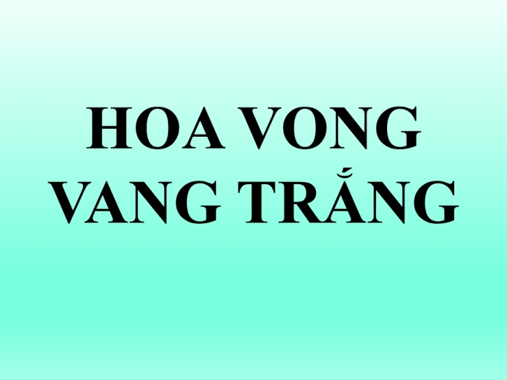 Hoa Vong Vang Trắng (Hoa Vông Vang Trắng)