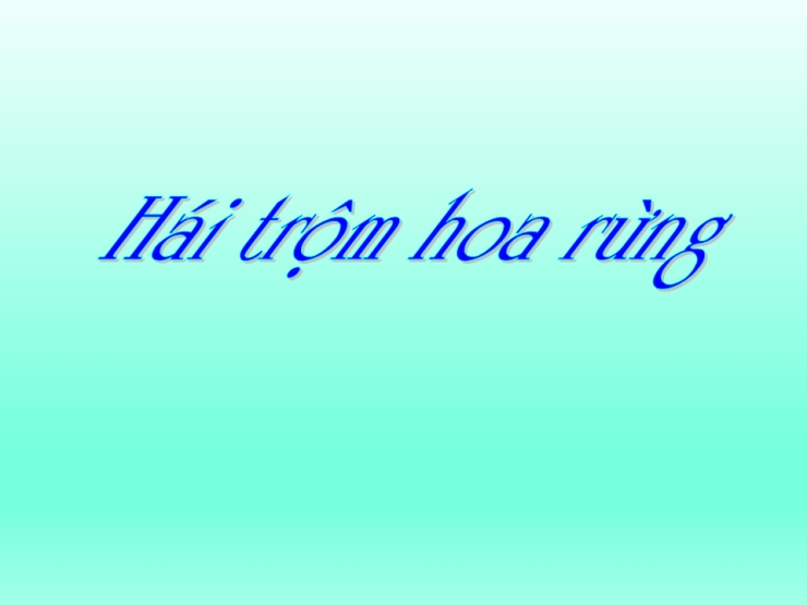 Hái Hoa Rừng Cho Em