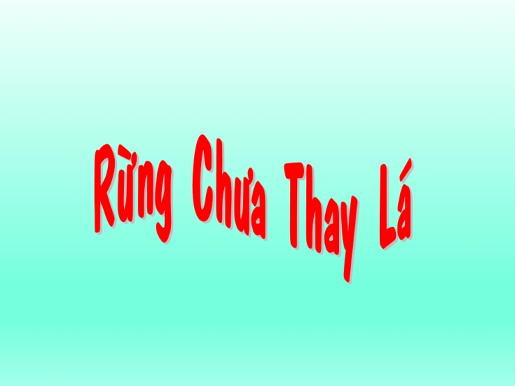 Rừng Chưa Thay Lá