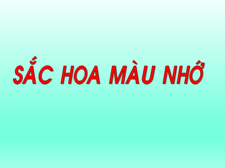 Sắc Hoa Màu Nhớ
