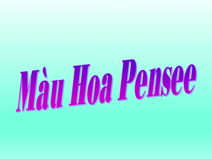 Màu Hoa Pense